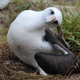 Wisdom the albatross.